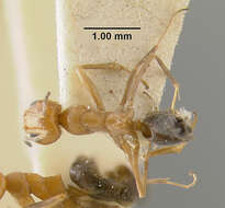 Image of Bi-colored Pyramid Ant