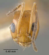 Image of Bi-colored Pyramid Ant