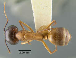 Imagem de Camponotus acutirostris Wheeler 1910