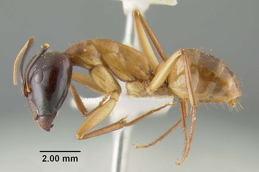 Imagem de Camponotus acutirostris Wheeler 1910