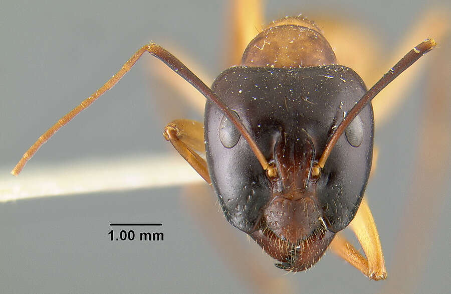 Image of Camponotus acutirostris Wheeler 1910