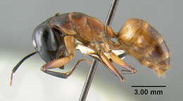 Image of Camponotus ocreatus Emery 1893