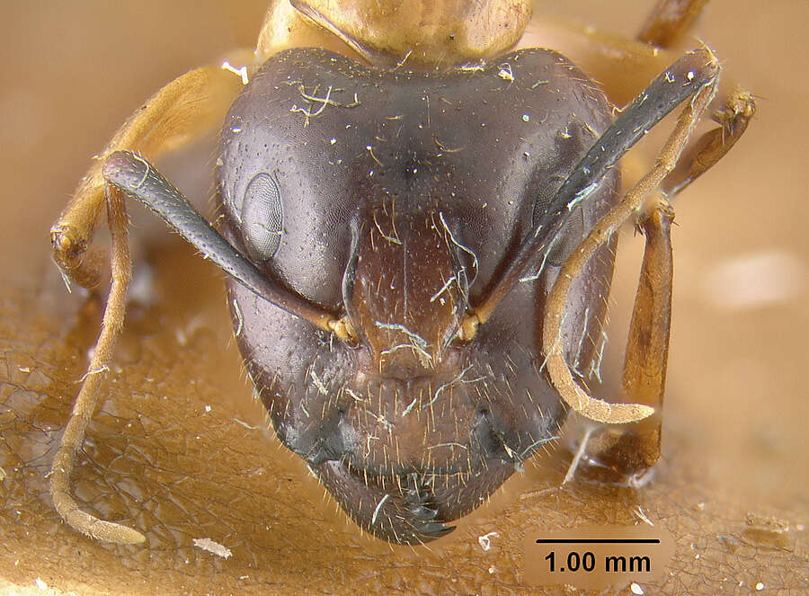 Image of Camponotus vafer Wheeler 1910