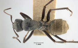 Image of Camponotus bigenus Santschi 1919