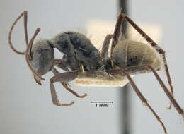 Image of Camponotus bigenus Santschi 1919