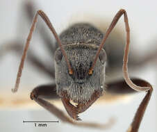 Image of Camponotus bigenus Santschi 1919