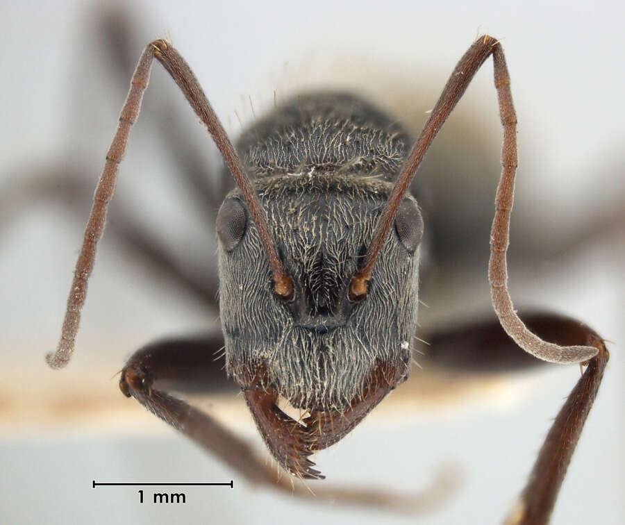 Image of Camponotus bigenus Santschi 1919