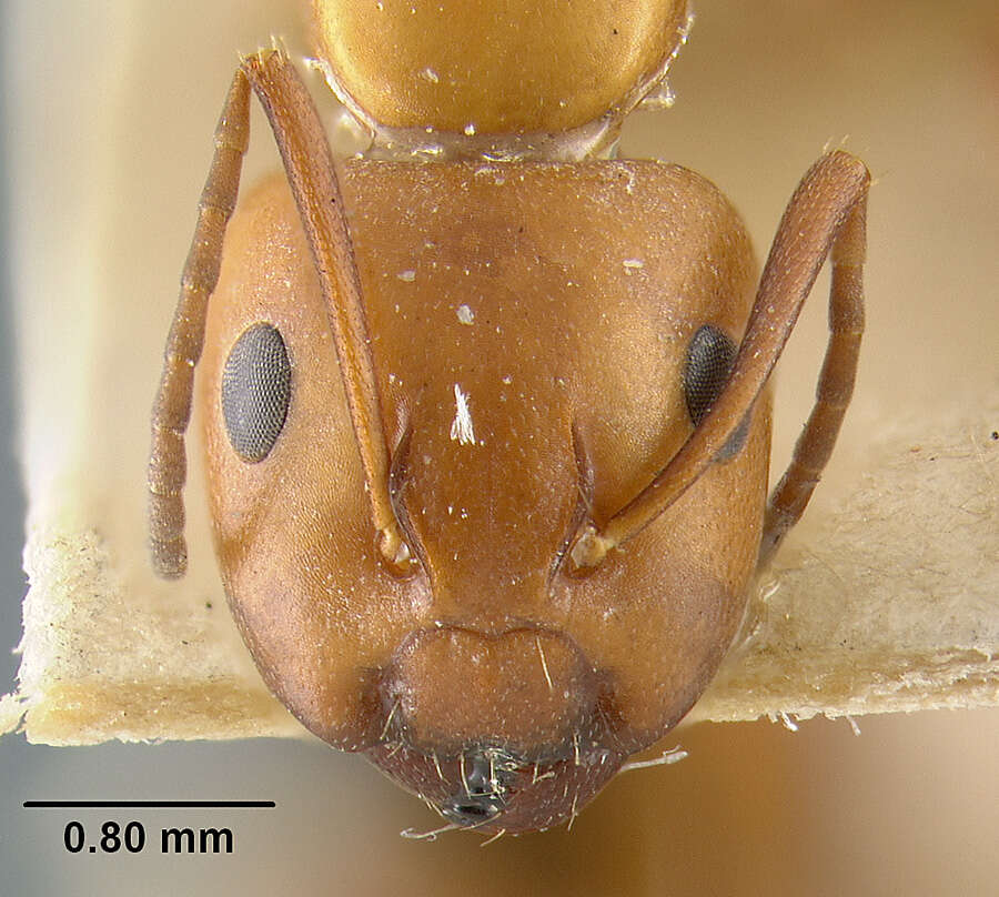 Image of Camponotus decipiens Emery 1893