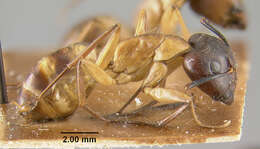 Image of Camponotus vafer Wheeler 1910