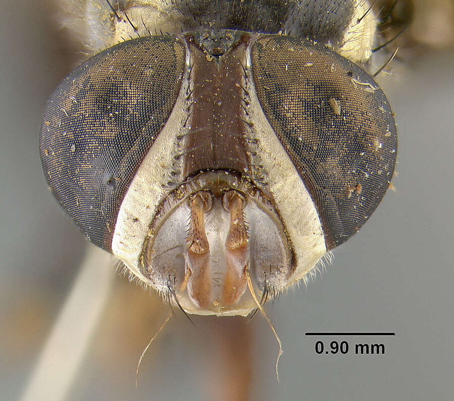Image of Trichopoda plumipes (Fabricius 1805)