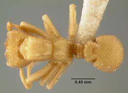 Image of Cyphomyrmex wheeleri Forel 1900