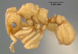 Image of Cyphomyrmex wheeleri Forel 1900