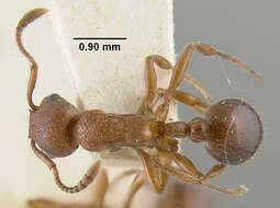 Imagem de Myrmica brevispinosa Wheeler 1917