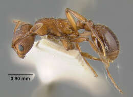 Imagem de Myrmica brevispinosa Wheeler 1917