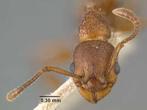 Imagem de Myrmica brevispinosa Wheeler 1917