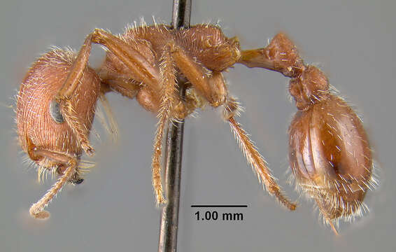 Image of California Harvester Ant