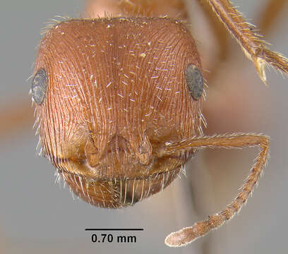 Image of California Harvester Ant