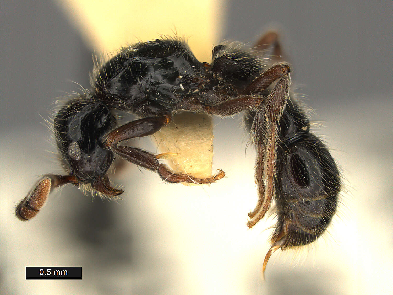 Image of Cerapachys cohici (Wilson 1957)