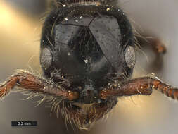 Image of Cerapachys cohici (Wilson 1957)