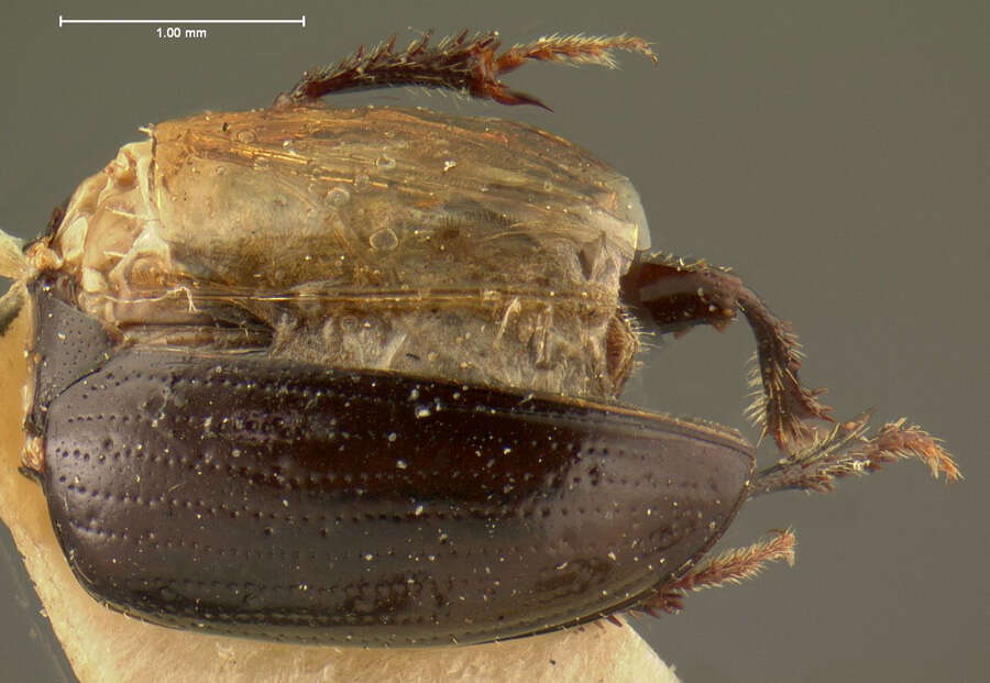 Image of Leiodes merkeliana (Horn 1895)