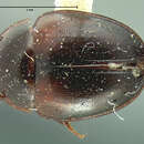 Image of Anisotoma confusa (Horn 1880)