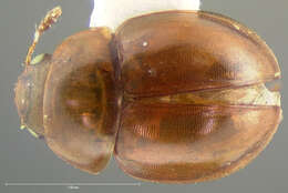 Image of Colenis (Colenis) impunctata Le Conte & J. L. 1853