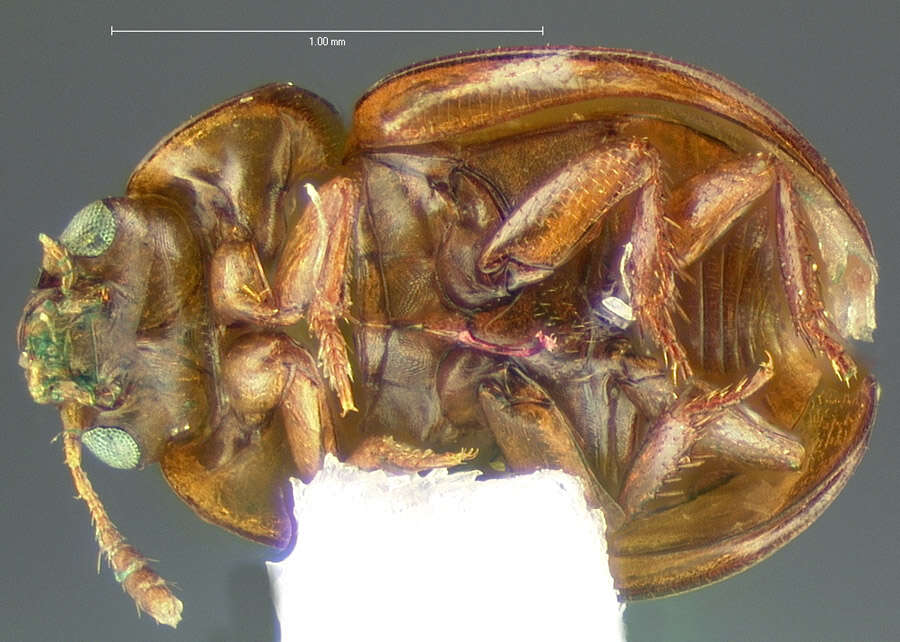 Image of Colenis (Colenis) impunctata Le Conte & J. L. 1853