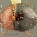 <i>Liodes globosa bicolor</i> Horn 1880 resmi