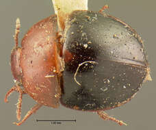 Image of <i>Liodes globosa bicolor</i> Horn 1880