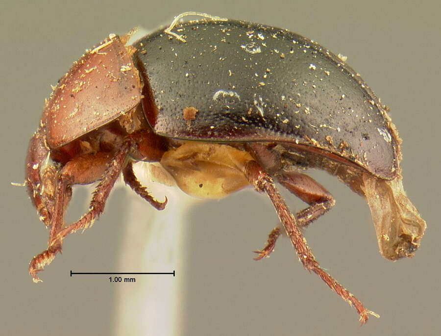 Image of <i>Liodes globosus</i> Subias & Gil 1990