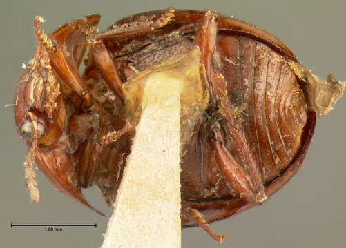 Image of <i>Liodes globosa bicolor</i> Horn 1880