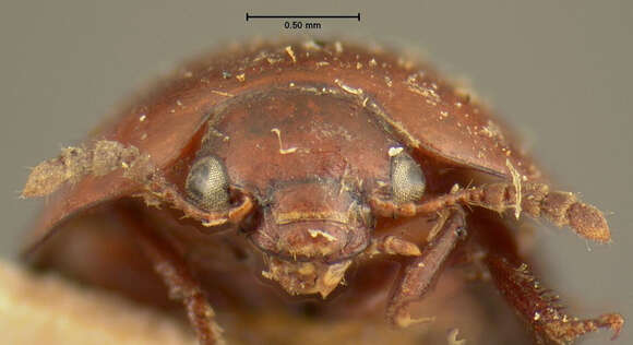 Image of <i>Liodes globosa bicolor</i> Horn 1880