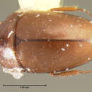 Image of Limnebius piceus (Horn 1872)