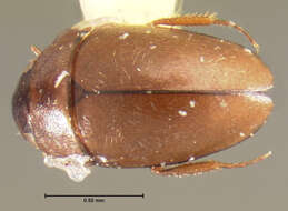 Image of Limnebius piceus (Horn 1872)