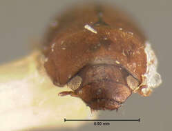 صورة Limnebius piceus (Horn 1872)