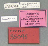 Image of Agathidium (Concinnum) concinnum Mannerheim 1852
