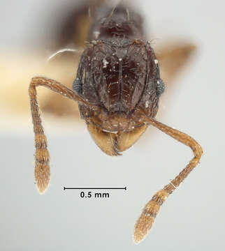 Image of Tetramorium andrynicum Bolton 1977