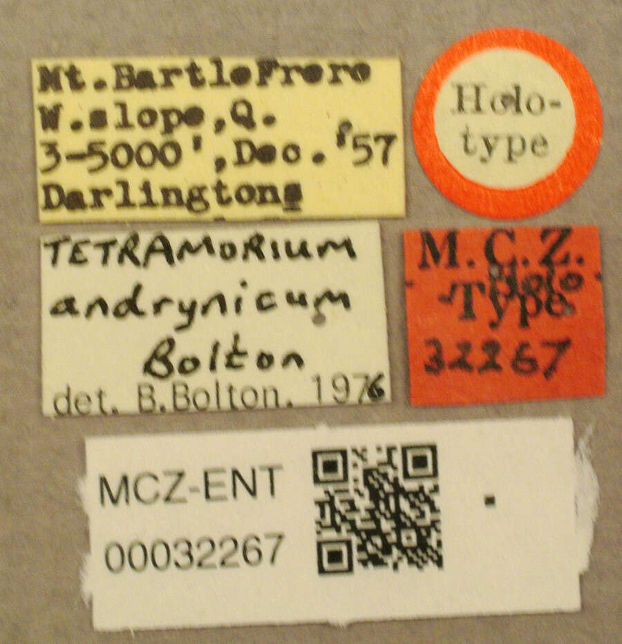 Image de Tetramorium andrynicum Bolton 1977