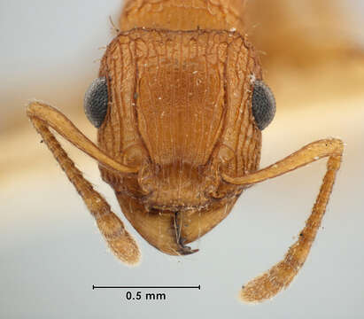 Image of Tetramorium megalops Bolton 1977