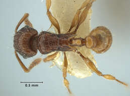 Image of Tetramorium strictum Bolton 1977