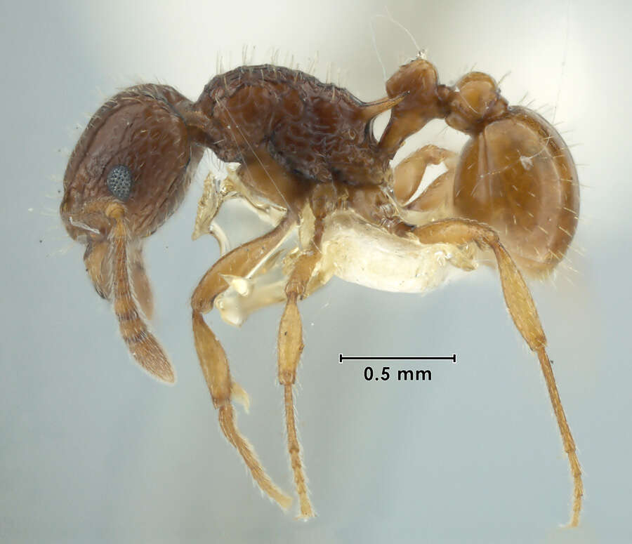 Image of Tetramorium strictum Bolton 1977