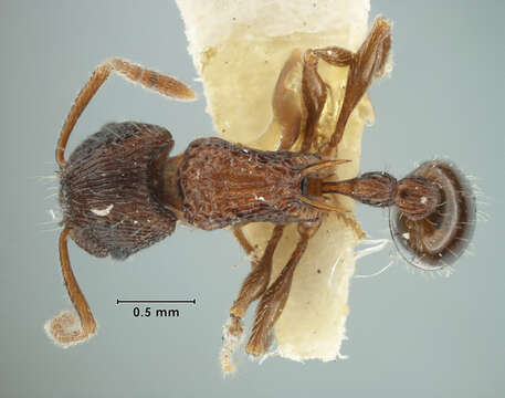 Image of <i>Tetramorium australe</i> Bolton 1977