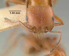 Image of Pogonomyrmex apache Wheeler 1902