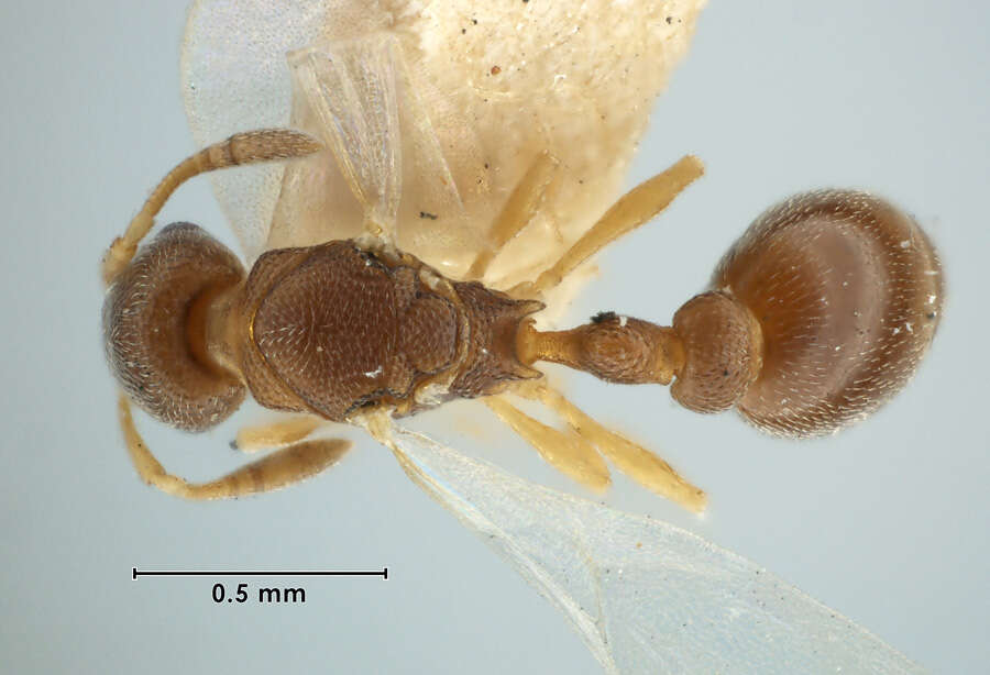 Image of Ant