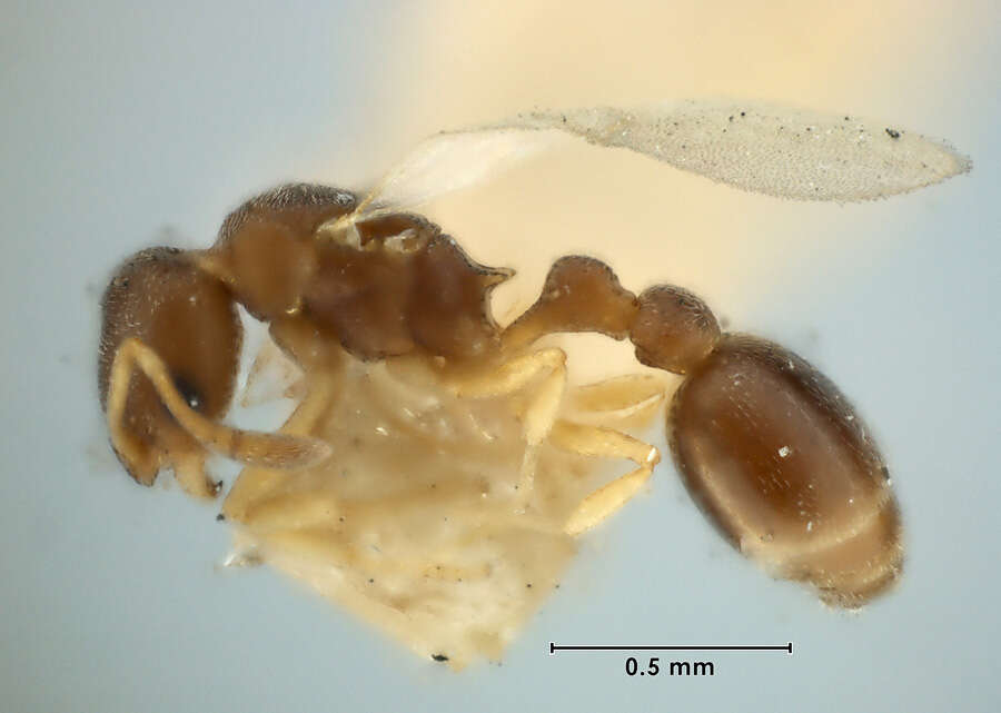 Image of Ant