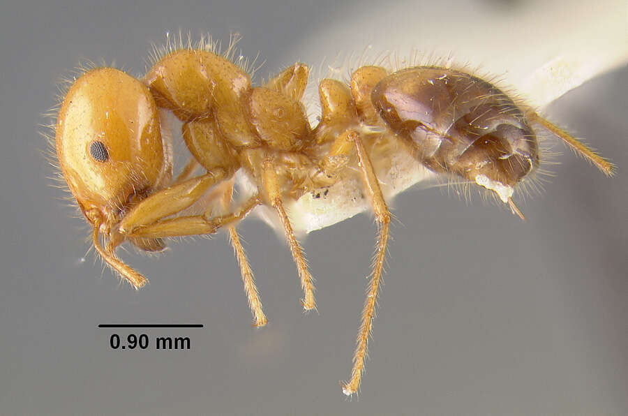 Image of Southern Fire Ant