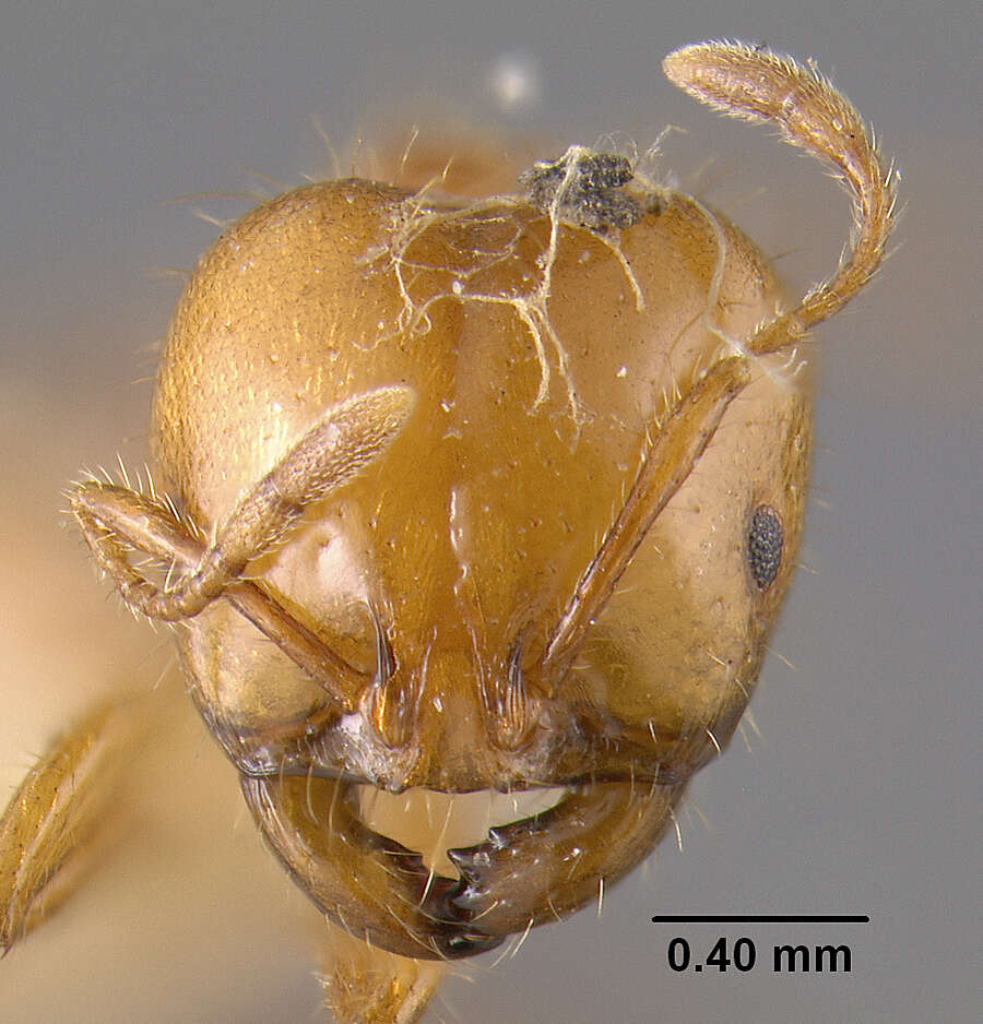 Image of Solenopsis amblychila Wheeler 1915