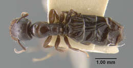 Plancia ëd Camponotus papago Creighton 1953