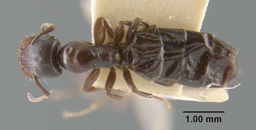 Plancia ëd Camponotus papago Creighton 1953