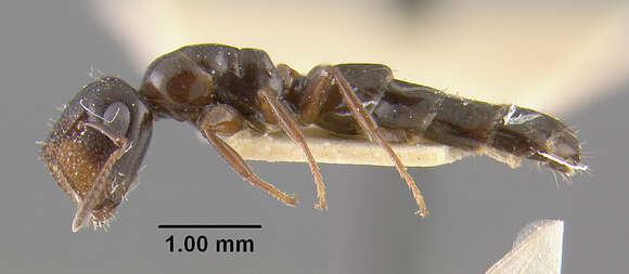 Plancia ëd Camponotus papago Creighton 1953